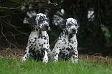 DALMATIEN 479